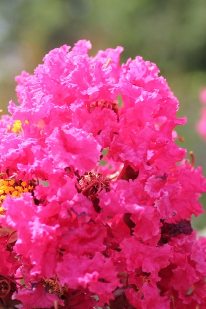 'Pink Velour&reg;' Crape Myrtle - Lagerstroemia indica from Sunshine Nursery Too