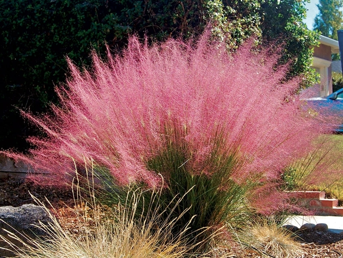  Pink Muhly Grass - Muhlenbergia (Pink Muhly Grass) from Sunshine Nursery Too