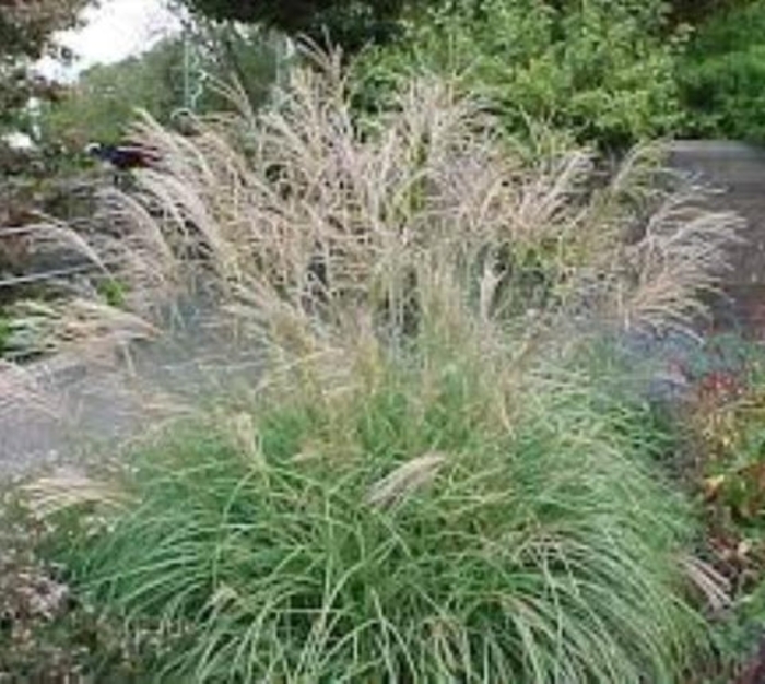 'Little Kitten' Dwarf Maiden Grass - Miscanthus sinensis from Sunshine Nursery Too