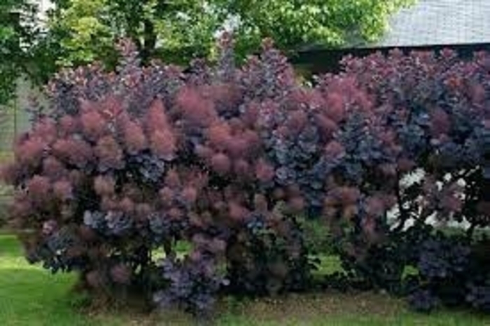 Purple Smokebush - Cotinus coggygria from Sunshine Nursery Too