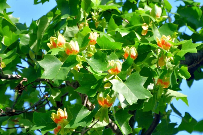 Tulip Tree - Liriodendron tulipifera from Sunshine Nursery Too